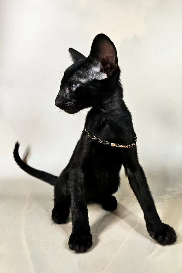Alf | oriental shorthair kitten