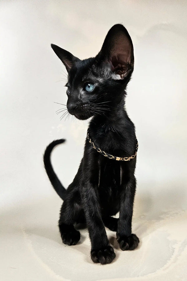 Alf | oriental shorthair kitten