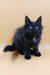 Black Maine Coon kitten with tufted ears, adorable Ali ready for a forever home