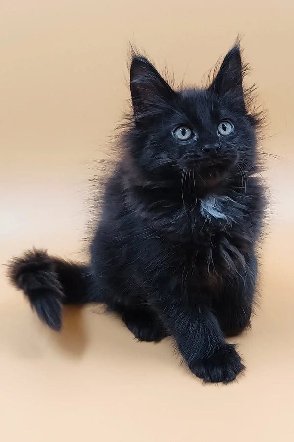 Fluffy black Maine Coon kitten Ali with cute tufted ears looking playful