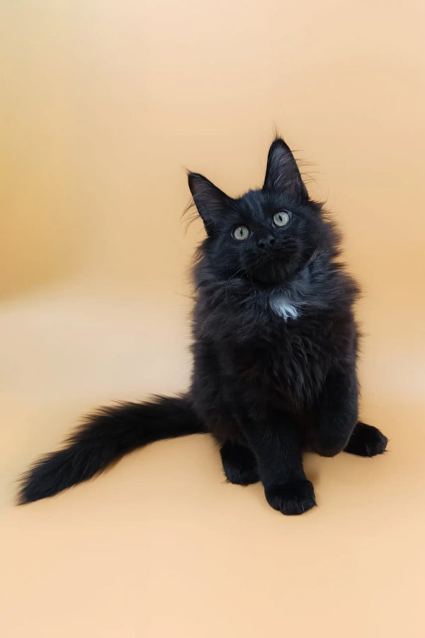 Fluffy black Maine Coon kitten named Ali with cute white chest patch