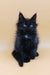 Fluffy black Maine Coon kitten with cute tufted ears named Ali