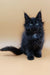 Fluffy black Maine Coon kitten named Ali with adorable ear tufts