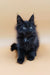 Fluffy black Maine Coon kitten with pointed ears, perfect for cuddles and fun