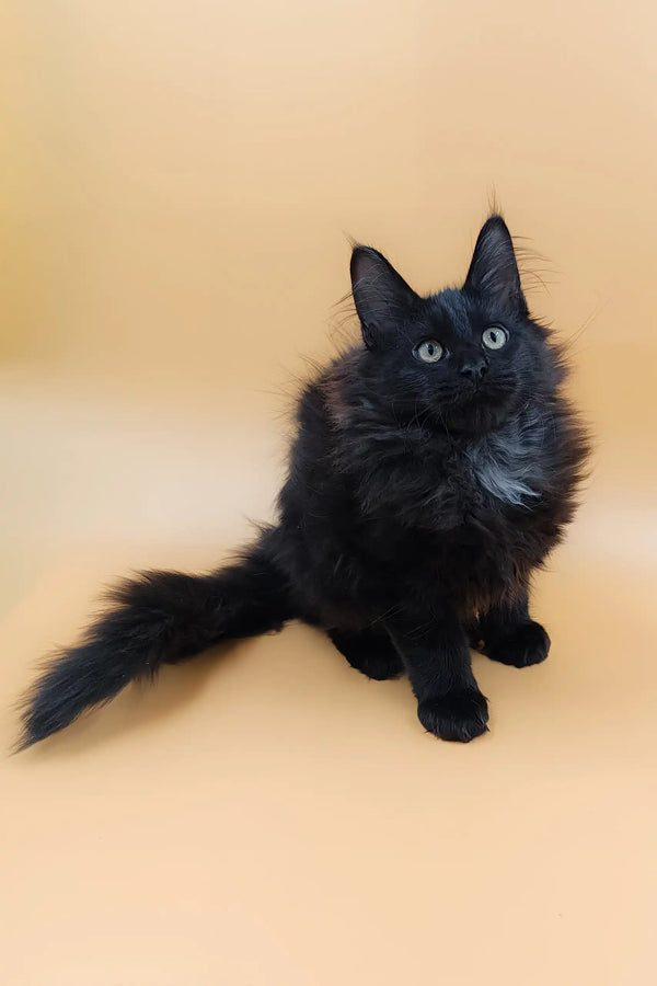Fluffy black Maine Coon kitten named Ali with a bushy tail lounging cutely