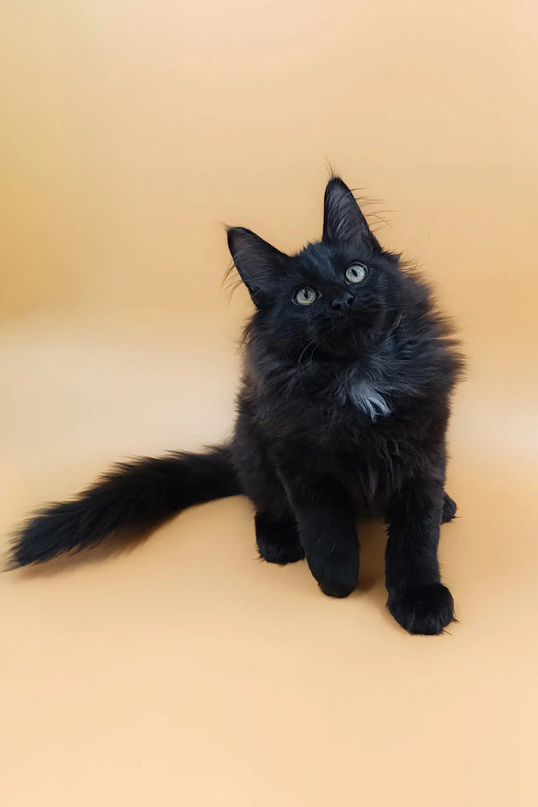 Fluffy black Maine Coon kitten named Ali with a white chest patch