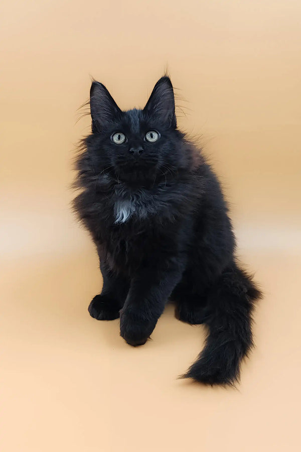 Fluffy black Maine Coon kitten named Ali with a cute white chest patch