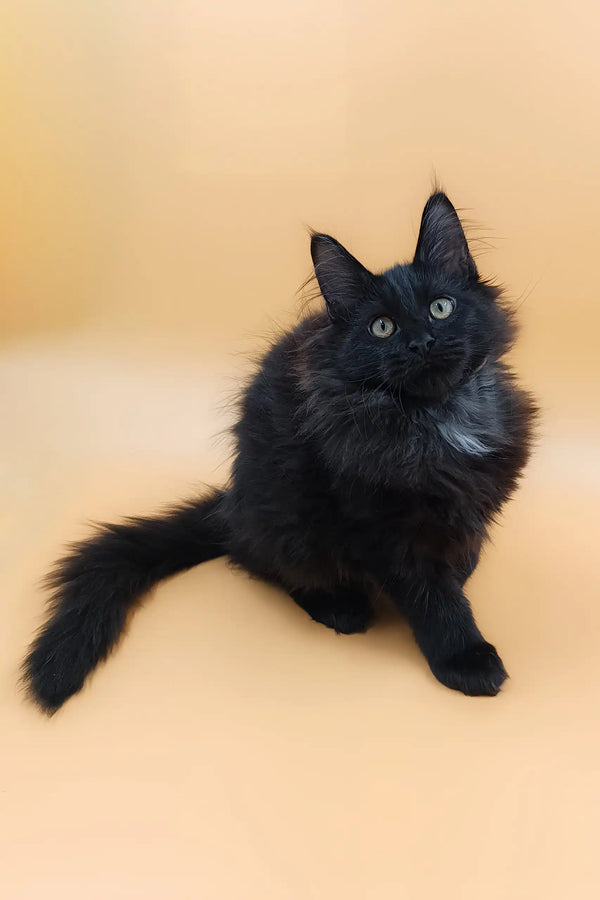 Fluffy black Maine Coon kitten with white chest patch named Ali