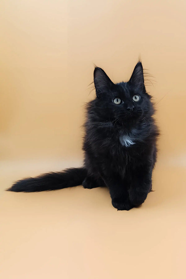 Fluffy black Maine Coon kitten named Ali with a cute white chest patch