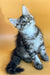 Adorable gray tabby Maine Coon kitten with wide eyes and perky ears