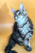 Adorable gray tabby Maine Coon kitten with fluffy fur and an alert expression