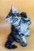 Cute Gray and White Tabby Maine Coon Kitten with one paw raised, ready to play