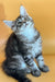 Fluffy gray and white Maine Coon kitten looking up with an alert expression