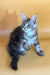 Gray and white Maine Coon kitten with striking blue eyes, adorable and playful