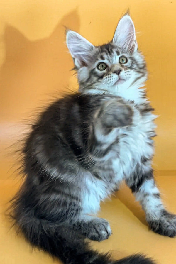 Fluffy gray and white Maine Coon kitten with wide, alert eyes, named Ali