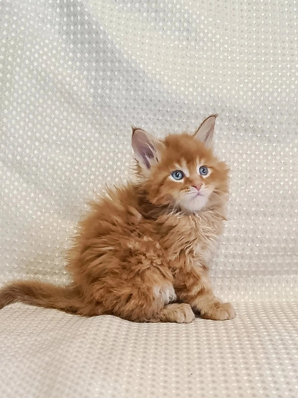 Fluffy ginger Maine Coon kitten with bright blue eyes sitting upright