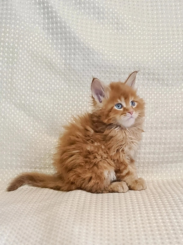Fluffy orange Maine Coon kitten with bright blue eyes sitting cutely upright