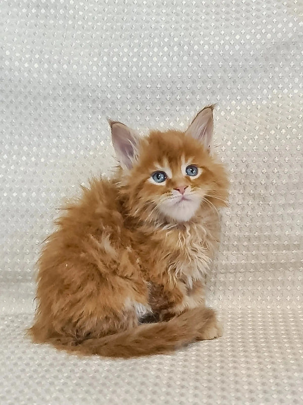 Fluffy orange Maine Coon kitten with bright blue eyes sitting upright