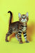 Alert Tabby kitten with wide eyes and raised tail, part of the Bengal Kitten collection