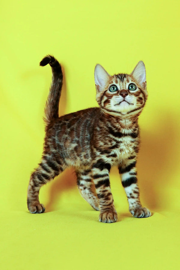 Alert Tabby kitten with wide eyes and raised tail, part of the Bengal Kitten collection
