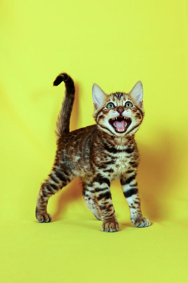 Tabby kitten meowing, perfect for showcasing the playful spirit of a Bengal kitten