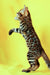 Bengal kitten Alice standing on hind legs with paws raised in playful pose