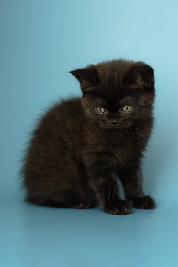 Fluffy black kitten named Alicia, a cute Scottish Straight cutie