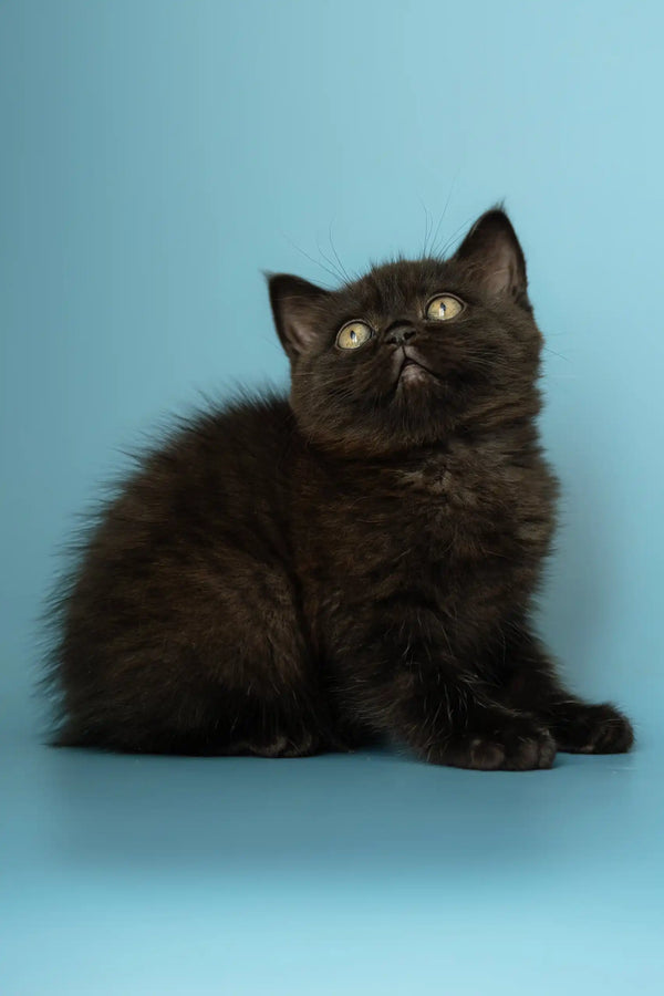 Cute Black fluffy kitten from the Alicia Scottish Straight Kitten collection