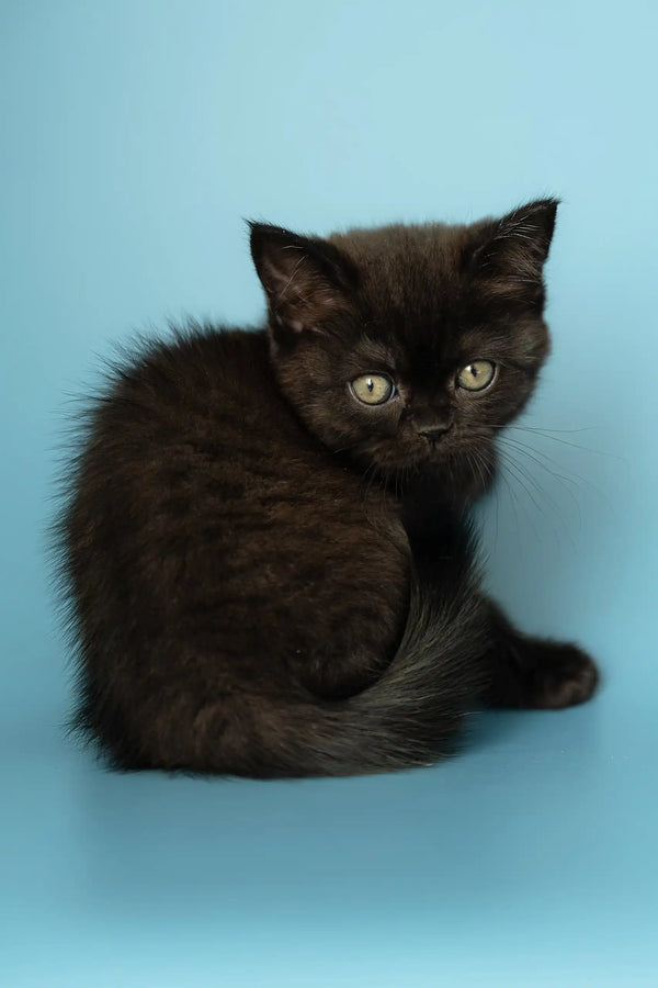 Black kitten with green eyes, perfect for anyone who loves Alicia the Scottish Straight