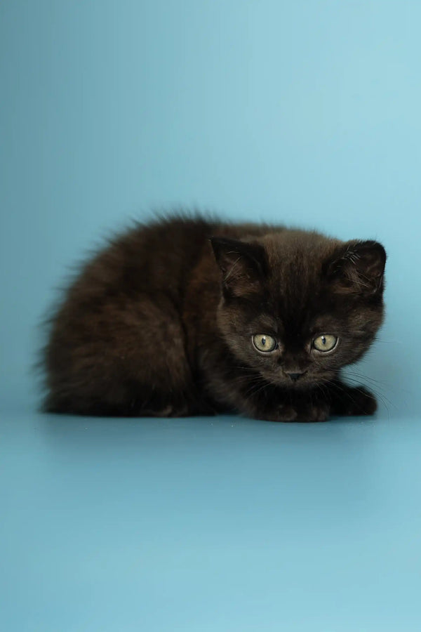 Cute black kitten with green eyes in Alicia, the Scottish Straight Kitten product