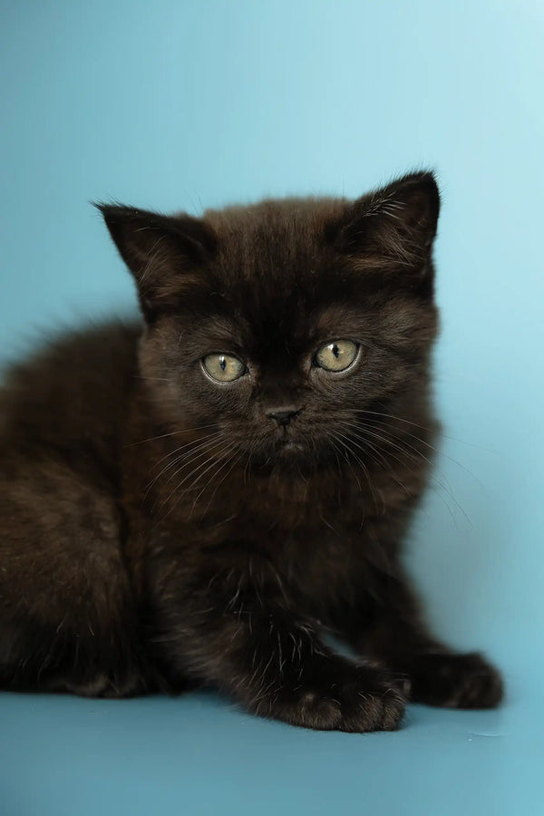 Adorable black kitten with green eyes from the Alicia Scottish Straight collection