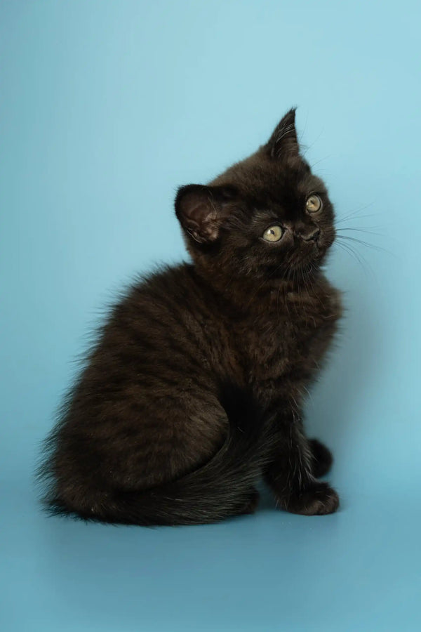 Adorable Black kitten with striking green eyes from Alicia | Scottish Straight Kitten