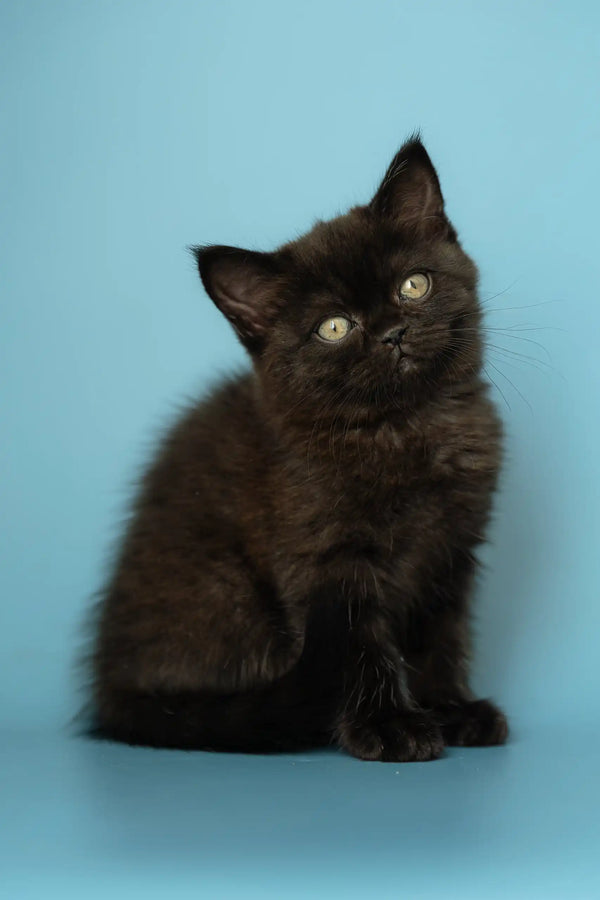 Kitten Types Of Long Haired Black Cats Alicia Adorable Black