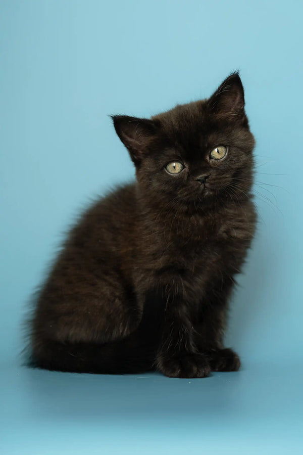 Fluffy black kitten named Alicia from the Scottish Straight breed
