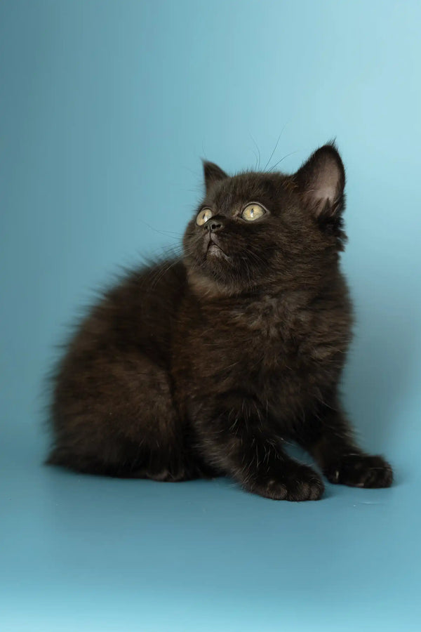 Fluffy black kitten with green eyes in Alicia, the adorable Scottish Straight