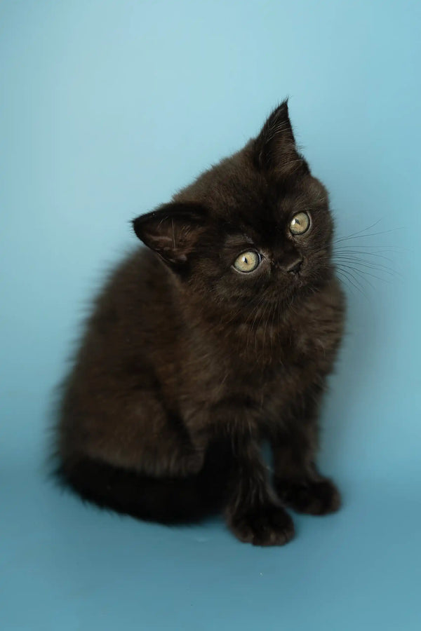 Fluffy black kitten with wide eyes from Alicia | Scottish Straight Kitten product