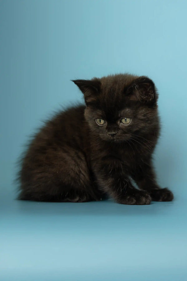 Fluffy black kitten named Alicia from the Scottish Straight breed