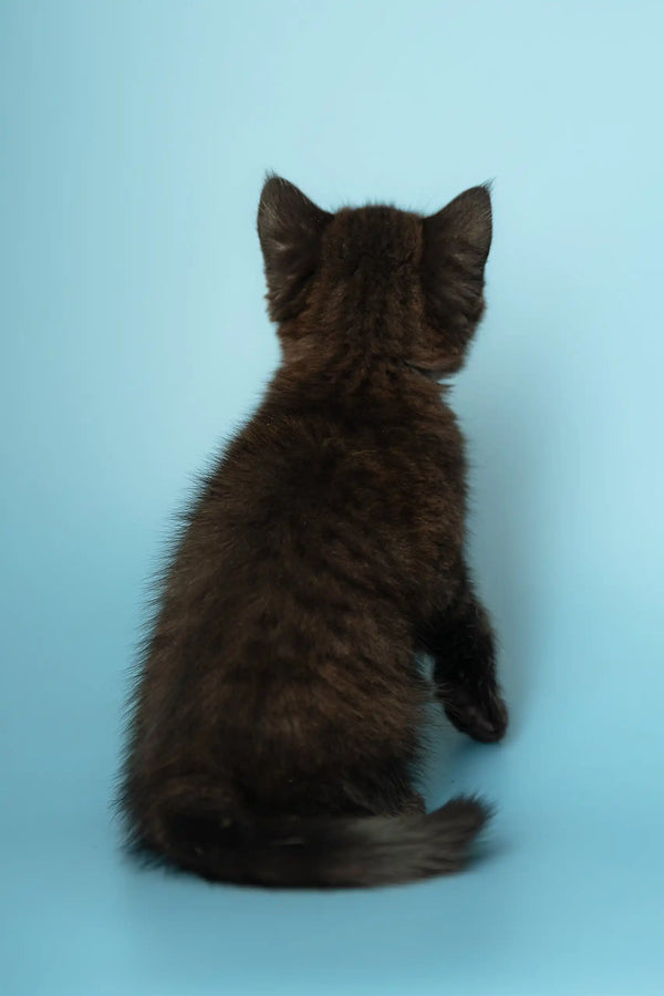 Cute Seated black kitten from Alicia | Scottish Straight Kitten collection