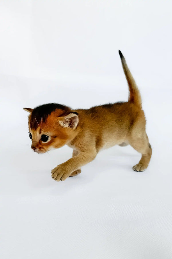Alisa | abyssinian kitten