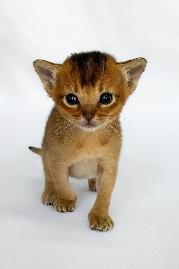 Alisa – Ruddy Abyssinian Kitten with Yellow Eyes