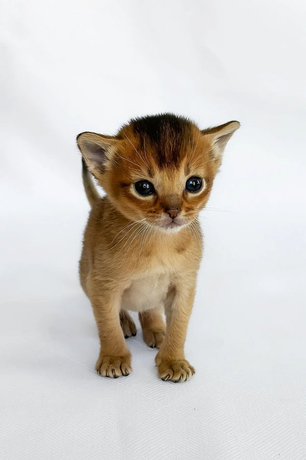 Alisa | abyssinian kitten