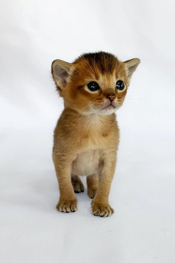 Alisa | abyssinian kitten