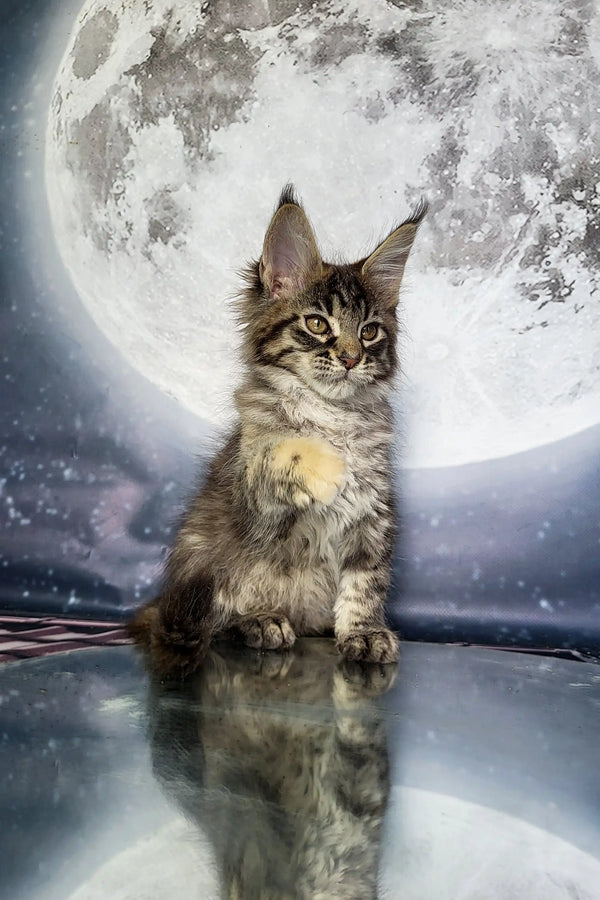 Fluffy Maine Coon kitten named Alisa with alert ears and bright eyes