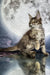 Fluffy Maine Coon Kitten chilling by the moonlight, perfect for any cat lover