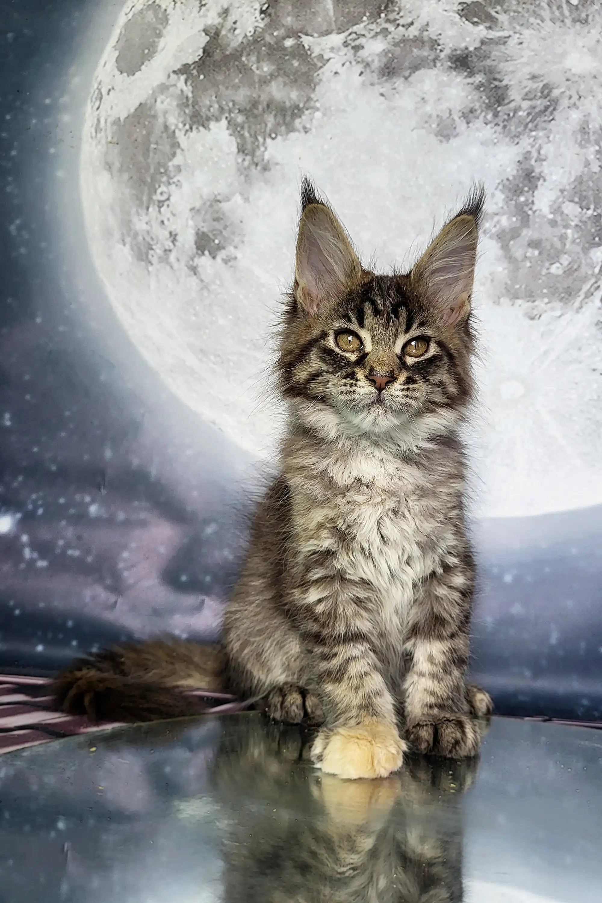 Maine Coon Kittens for Sale Alisa | Kitten