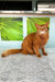 Ginger Somali Kitten with pointed ears, perfect for playful companions