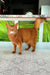 Ginger cat with upright tail in Alisa Somali Kitten product image