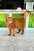 Orange Abyssinian cat from Alisa, a playful Somali kitten ready for fun