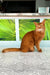 Playful Orange cat with a long tail, showcasing the adorable Alisa Somali Kitten