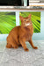 Reddish-brown Abyssinian cat on Alisa Somali Kitten product display